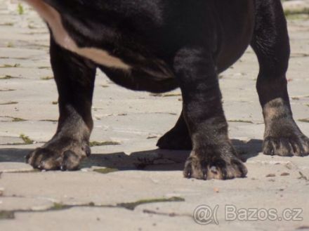 Brillinat french bulldog