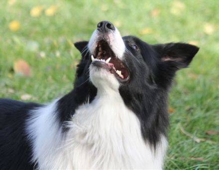 Der Mensch im Hundeblick