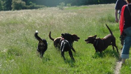 Hundeschule Hannover Dog Coaching