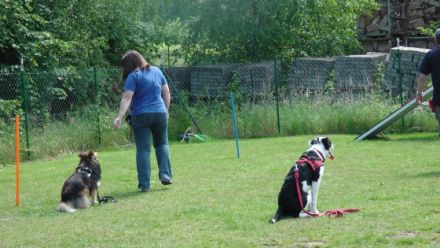 Hundeschule Hannover Dog Coaching