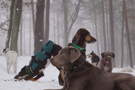 Frei nach Schnauze Hundebetreuung/ Dogwalking & Gassiservice  in Potsdam und Berlin Wannsee