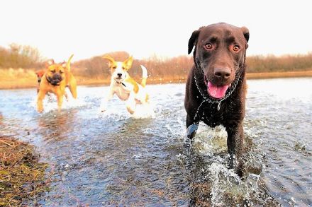Frei nach Schnauze Hundebetreuung/ Dogwalking & Gassiservice  in Potsdam und Berlin Wannsee