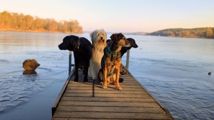 Frei nach Schnauze Hundebetreuung/ Dogwalking & Gassiservice  in Potsdam und Berlin Wannsee