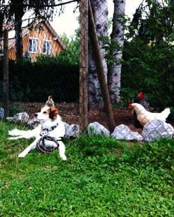 Hundeschule kyno-logisch