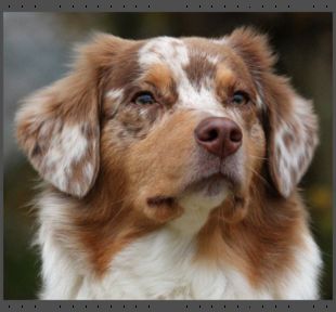 Uli`s favourite aussies