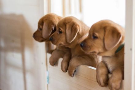 Von Burg Frauenstein