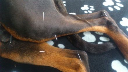 VETLAUF Hunde-Reha&Physiotherapie