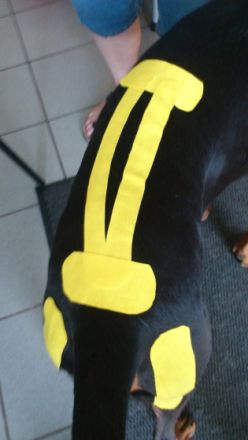 VETLAUF Hunde-Reha&Physiotherapie