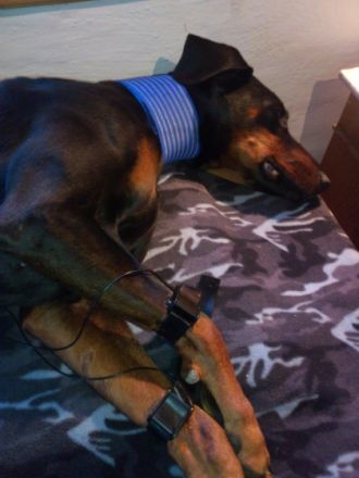 VETLAUF Hunde-Reha&Physiotherapie