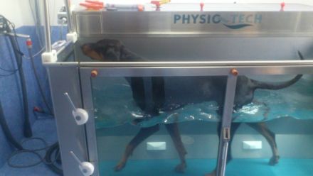 VETLAUF Hunde-Reha&Physiotherapie