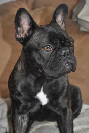Clandrella's French Bulldog