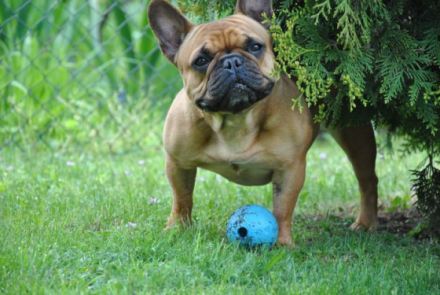 Clandrella's French Bulldog