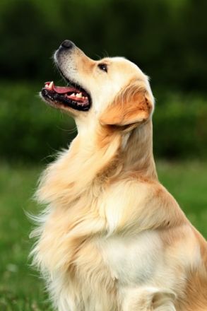 Legend de Zelkova (FCI)