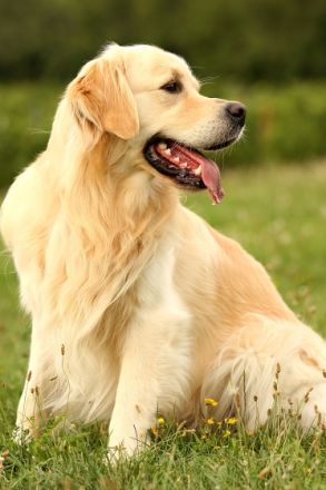 Legend de Zelkova (FCI)