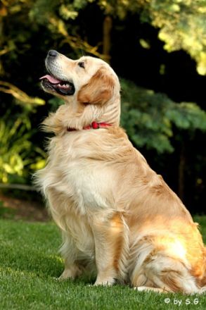 Five ò clock Tea from Strawberry Goldens (FCI)