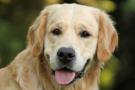 Five ò clock Tea from Strawberry Goldens (FCI)