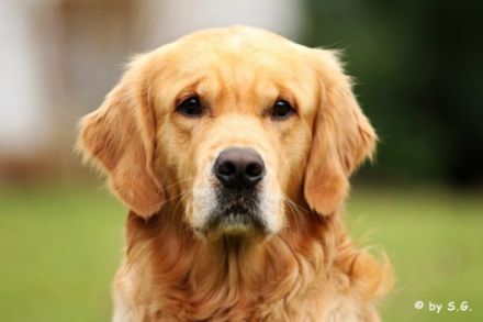 Devotion for Life Rocky von der schwäbischen Toskana