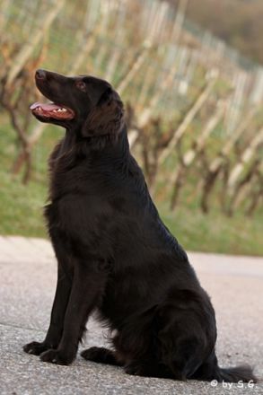 Arrow from Heaven Orkan of rising Vineyard