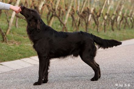 Arrow from Heaven Orkan of rising Vineyard