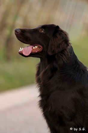 Arrow from Heaven Orkan of rising Vineyard