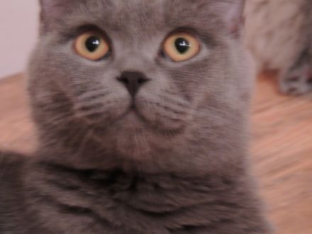 of castelli italiani