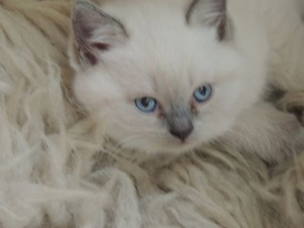 of castelli italiani