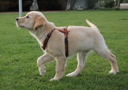 Benno vom Rheydter-Schloss-Schatten