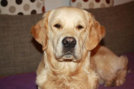 Benno vom Rheydter-Schloss-Schatten