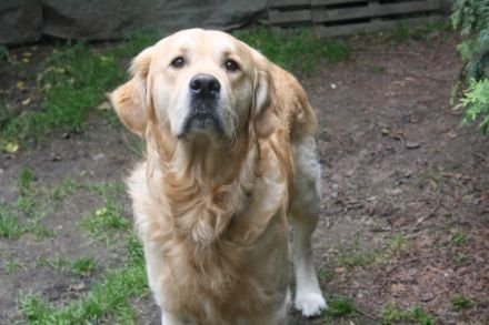 Benno vom Rheydter-Schloss-Schatten