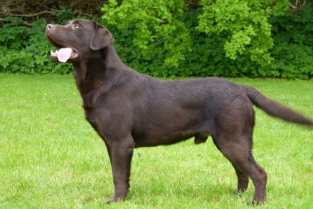 Zack od Himalajeskeho Cedru