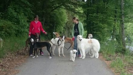 Windhundepension Christina