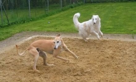 Windhundepension Christina