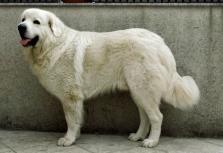 von Tatras treuer Seele