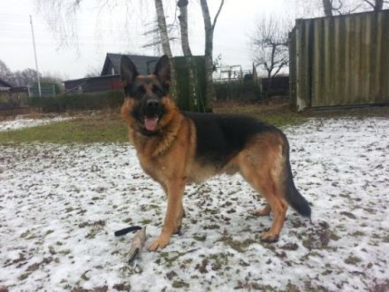 SV Webber von der Grafenburg