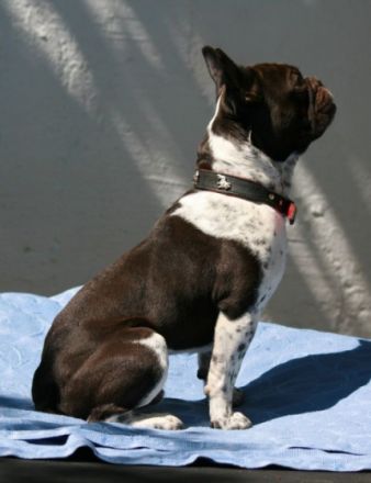 Adonis-Milow Francais-Chokolat