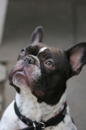 Adonis-Milow Francais-Chokolat