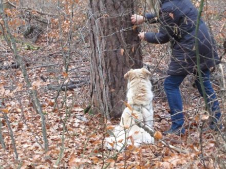 Hundeschule GOOD DOGS