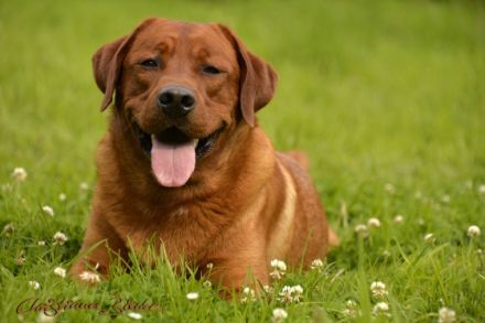 Xenon Red Alabama Star von der Holzmühle