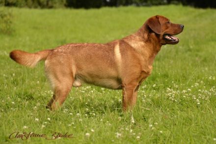 Xenon Red Alabama Star von der Holzmühle