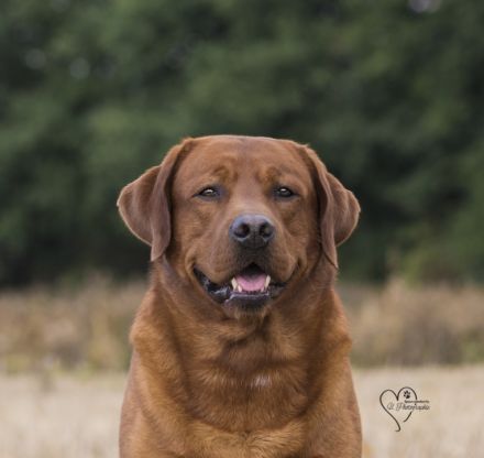 Xenon Red Alabama Star von der Holzmühle