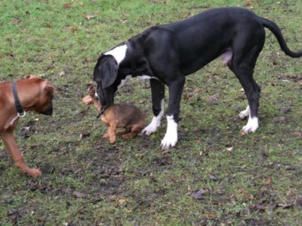 Hundesportverein DSH 1908 Jena