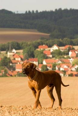 Rottzzridge Celtic Warrior