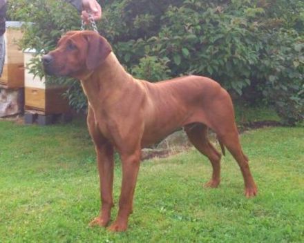 Rottzzridge Celtic Warrior