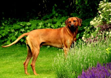 Intern.Ch.Aragon Fumo Aaron Akari of Brownridge (65)