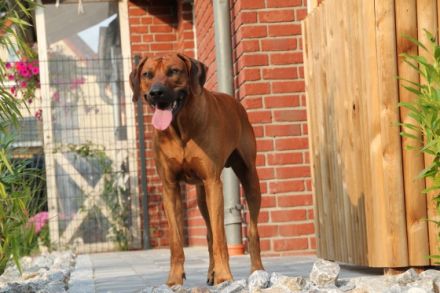 Intern.Ch.Aragon Fumo Aaron Akari of Brownridge (65)