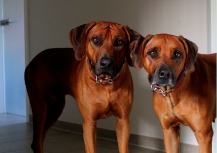 Intern.Ch.Aragon Fumo Aaron Akari of Brownridge (65)