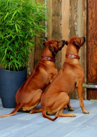 Intern.Ch.Aragon Fumo Aaron Akari of Brownridge (65)