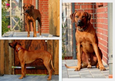 Intern.Ch.Aragon Fumo Aaron Akari of Brownridge (65)