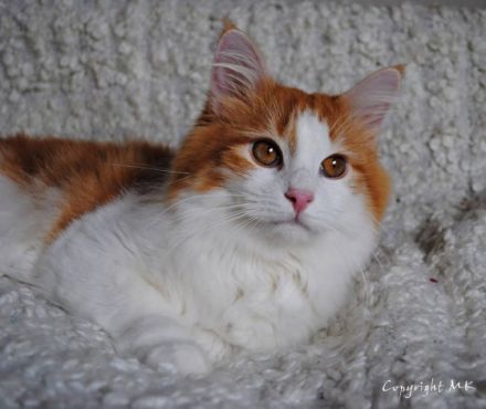 Odin von Gremmenbygd