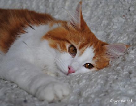 Odin von Gremmenbygd